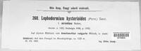 Lophodermium foliicola image